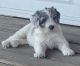 Sheepadoodle Puppies for sale in Goldsboro, NC, USA. price: $1,500