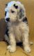 Sheepadoodle Puppies for sale in Fort Worth, TX, USA. price: $2,300