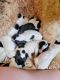 Sheepadoodle Puppies for sale in Shelton, WA 98584, USA. price: NA
