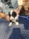 Sheepadoodle Puppies for sale in Burnet, TX 78611, USA. price: NA