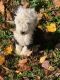 Sheepadoodle Puppies for sale in Elk Horn, KY 42733, USA. price: NA