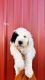 Sheepadoodle Puppies for sale in Atwood, IL 61913, USA. price: $1,000