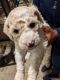 Sheepadoodle Puppies for sale in Red Oak, TX, USA. price: $400,900
