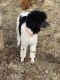 Sheepadoodle Puppies for sale in Kansas City, MO, USA. price: $750