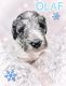 Sheepadoodle Puppies for sale in Brandenburg, KY 40108, USA. price: $800