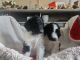 Sheepadoodle Puppies for sale in Colorado Springs, CO, USA. price: $1,250
