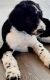 Sheepadoodle Puppies for sale in Austin, TX 78728, USA. price: NA