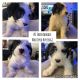 Sheepadoodle Puppies for sale in Lake Elsinore, CA, USA. price: $300