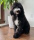 Sheepadoodle Puppies for sale in Oxford, MS 38655, USA. price: $550