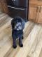 Sheepadoodle Puppies for sale in Raymond, NE 68428, USA. price: NA