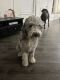 Sheepadoodle Puppies for sale in Waxahachie, TX, USA. price: NA