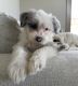 Sheepadoodle Puppies for sale in Raleigh, NC, USA. price: NA