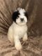 Sheepadoodle Puppies for sale in Fort Worth, TX 76106, USA. price: NA