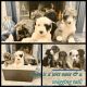 Sheepadoodle Puppies for sale in Detroit, MI, USA. price: NA
