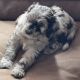 Sheepadoodle Puppies for sale in Tooele, UT 84074, USA. price: NA
