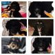 Sheepadoodle Puppies for sale in Mason City, IA 50401, USA. price: $800
