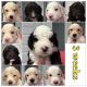 Sheepadoodle Puppies for sale in Phoenix, AZ, USA. price: NA