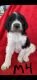 Sheepadoodle Puppies for sale in Morrilton, AR 72110, USA. price: $400