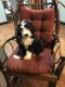 Sheepadoodle Puppies for sale in Washington, PA 15301, USA. price: NA