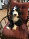 Sheepadoodle Puppies for sale in Washington, PA 15301, USA. price: $2,000