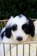 Sheepadoodle Puppies for sale in Cambridge, OH 43725, USA. price: $750