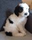 Sheepadoodle Puppies for sale in London, OH 43140, USA. price: NA