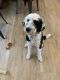 Sheepadoodle Puppies for sale in Salt Lake City, UT, USA. price: NA