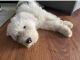 Sheepadoodle Puppies for sale in Poway, CA 92064, USA. price: $1,000