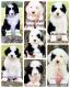 Sheepadoodle Puppies for sale in Social Circle, GA 30025, USA. price: $1,400