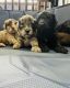 Sheepadoodle Puppies for sale in St. Augustine, FL, USA. price: $2,800