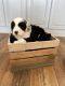 Sheepadoodle Puppies for sale in New London, MN, USA. price: $1,200