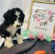 Sheepadoodle Puppies for sale in Jackson County, WV, USA. price: NA