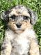 Sheepadoodle Puppies for sale in Lancaster, OH 43130, USA. price: NA