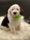 Sheepadoodle Puppies for sale in Denison, TX, USA. price: $800