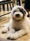 Sheepadoodle Puppies for sale in North Hills, CA 91343, USA. price: $800