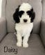 Sheepadoodle Puppies for sale in New London, MN, USA. price: $1,200