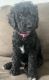 Sheepadoodle Puppies for sale in Bellflower, CA 90706, USA. price: $1,100