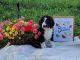 Sheepadoodle Puppies for sale in Jackson County, WV, USA. price: NA