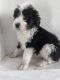 Sheepadoodle Puppies for sale in Prescott, AZ, USA. price: $1,500
