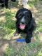 Sheepadoodle Puppies for sale in Caney, KS 67333, USA. price: NA