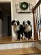 Sheepadoodle Puppies for sale in Union, KY, USA. price: NA