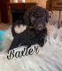 Sheepadoodle Puppies for sale in Hemet, CA, USA. price: NA