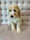 Sheepadoodle Puppies for sale in Houston, TX, USA. price: $2,500