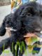 Sheepadoodle Puppies for sale in Hillsboro, WI 54634, USA. price: $1,000