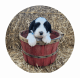 Sheepadoodle Puppies for sale in Kendall, WI 54638, USA. price: NA