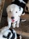 Sheepadoodle Puppies for sale in Monroe, OH, USA. price: $1,000