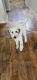 Sheepadoodle Puppies for sale in Yakima, WA 98901, USA. price: NA