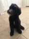 Sheepadoodle Puppies for sale in Longmont, CO, USA. price: NA