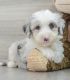 Sheepadoodle Puppies for sale in Castle Rock, CO 80108, USA. price: NA