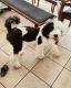 Sheepadoodle Puppies for sale in Gilbert, AZ, USA. price: $2,500
